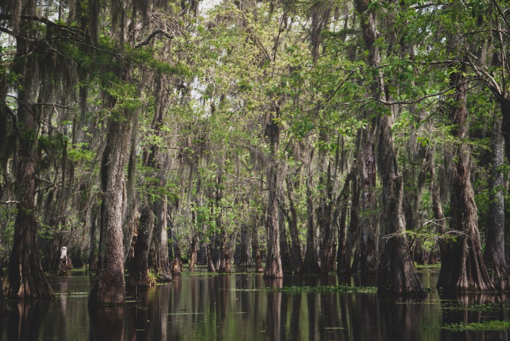 Trees rise from swampy waters in the deep south